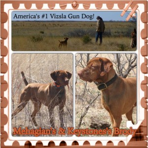 America's #1 Vizsla Gun Dog