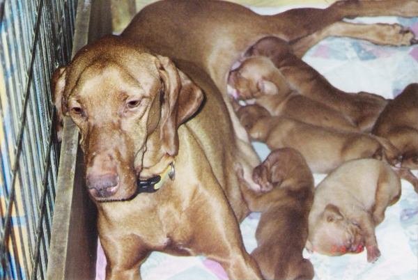 Mehagian's "Maddie" with pups
