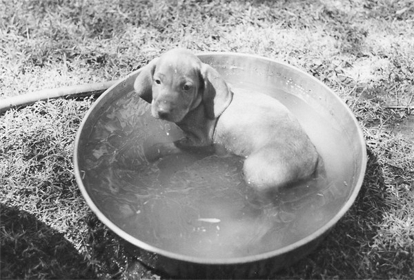 Mehagian puppy in tub